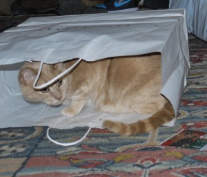 cats, christmas, montreal 003