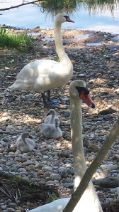 a summer day at uncle bob's